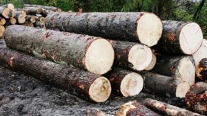 Scutul Pădurii Alba: Peste 5000 de mc de lemn confiscat din padurile din Alba