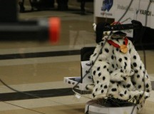 Proiectul robotic “Nicuşor câine rău” vedetă a UBBots 2013.  Albaiulianca Alexandra Vîlcan a fost parte a proiectului