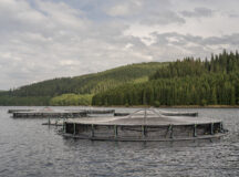 Cooperativa agricolă Păstrăvul din Țara Ta inaugurează prima fermă piscicolă pe lacul Oașa